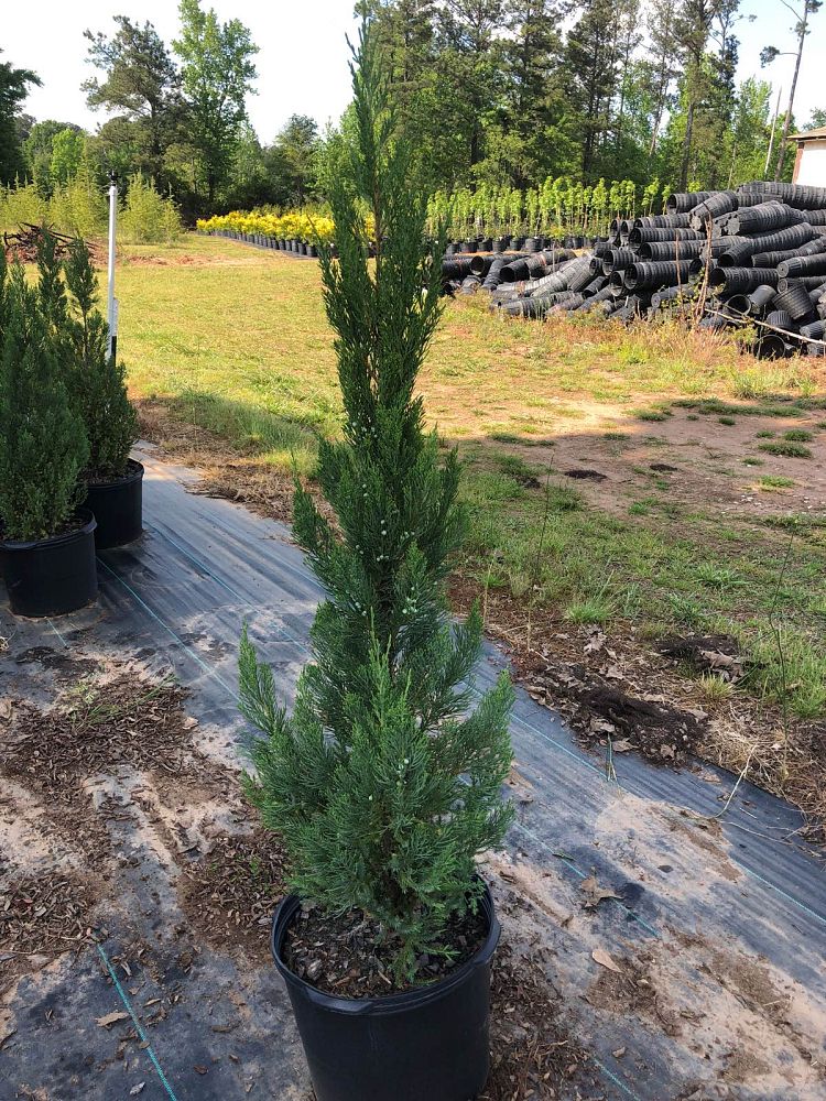 juniperus-chinensis-blue-point-chinese-juniper