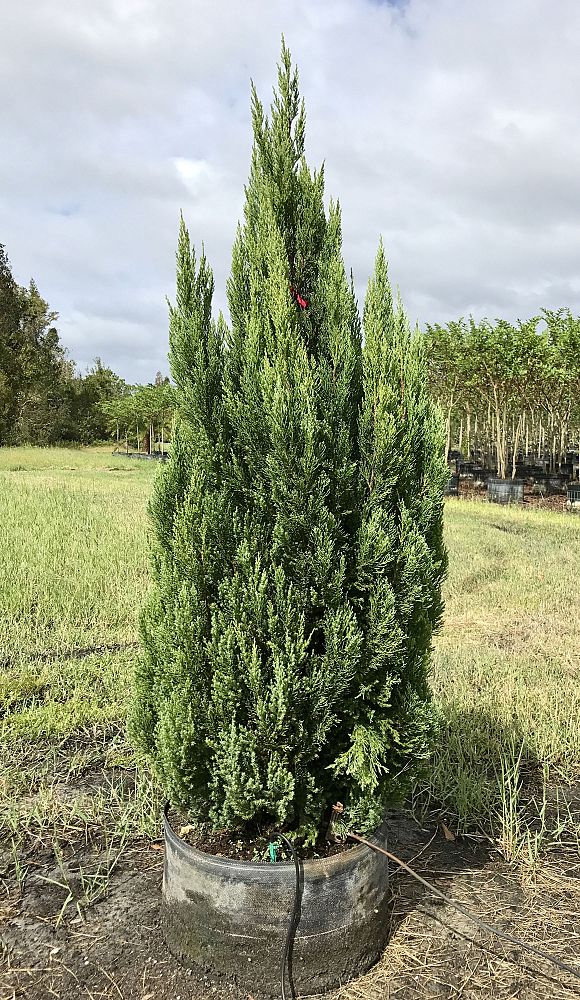 juniperus-chinensis-blue-point-chinese-juniper