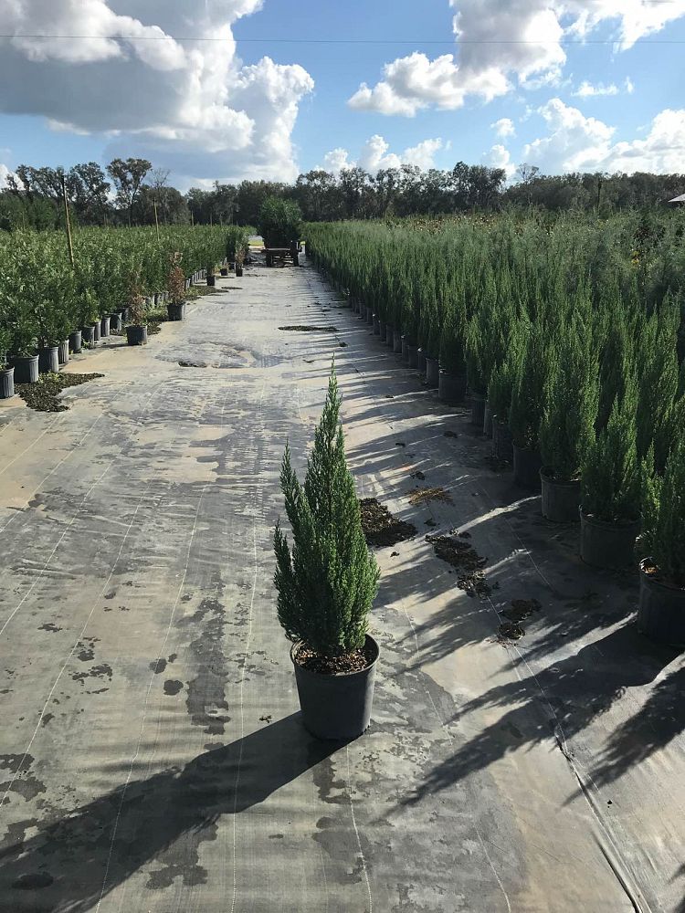 juniperus-chinensis-blue-point-chinese-juniper