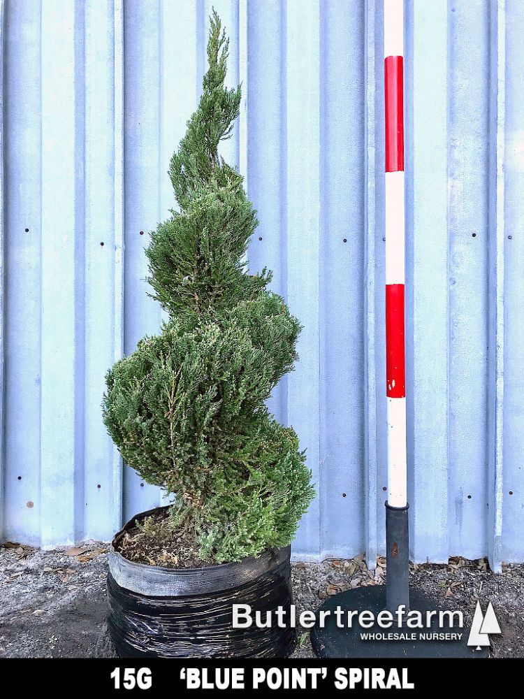 juniperus-chinensis-blue-point-chinese-juniper