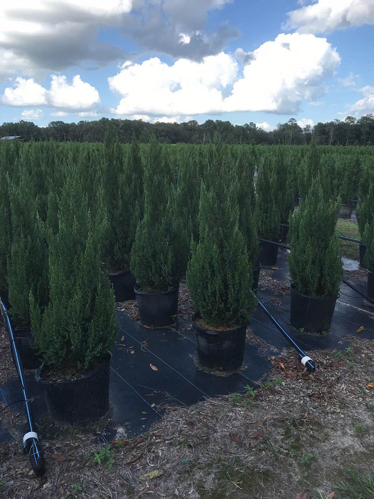 juniperus-chinensis-blue-point-chinese-juniper