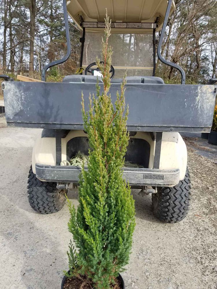 juniperus-chinensis-blue-point-chinese-juniper