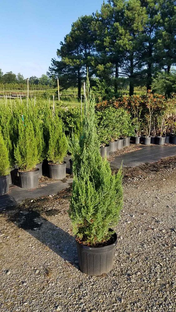juniperus-chinensis-blue-point-chinese-juniper