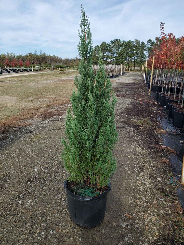 juniperus-chinensis-blue-point-chinese-juniper