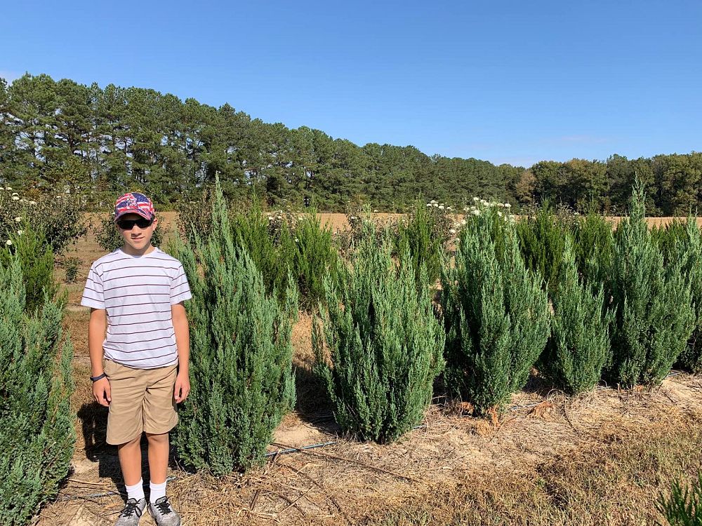 juniperus-chinensis-blue-point-chinese-juniper