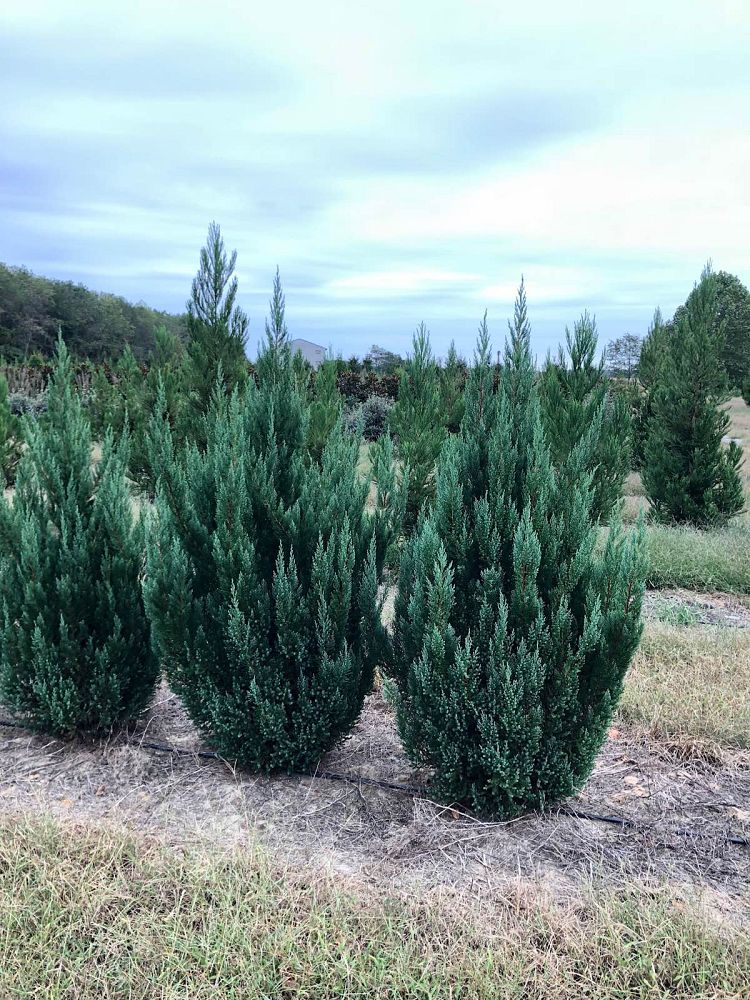 juniperus-chinensis-blue-point-chinese-juniper