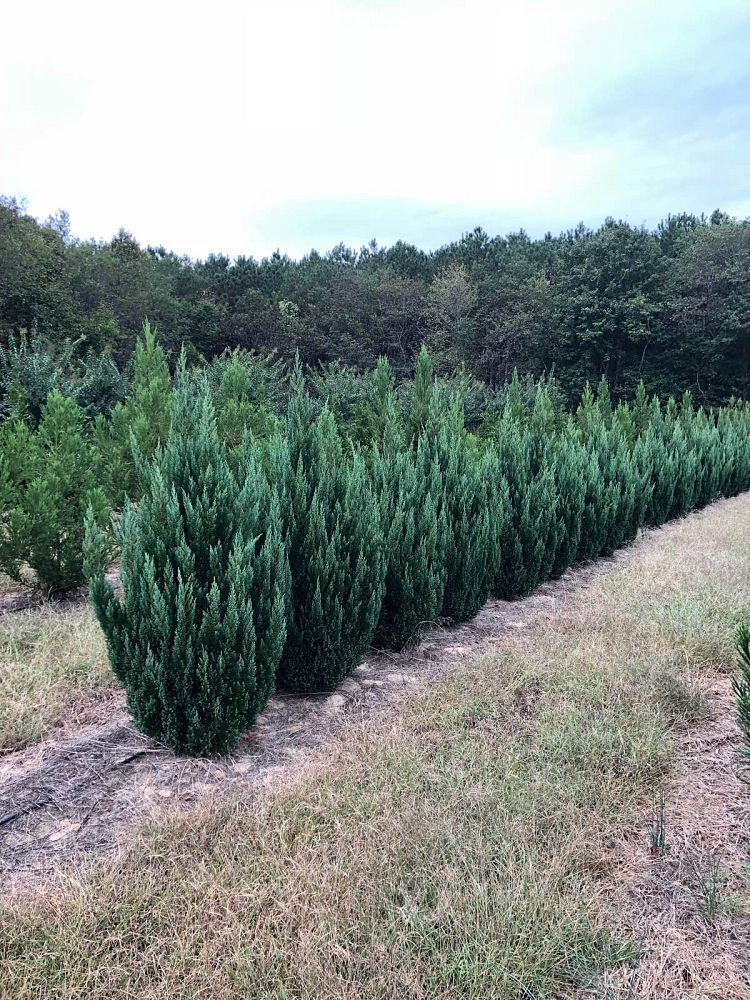 juniperus-chinensis-blue-point-chinese-juniper