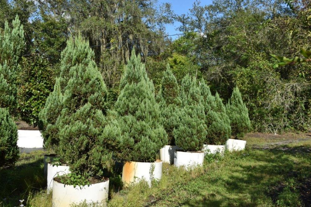 juniperus-chinensis-blue-point-chinese-juniper