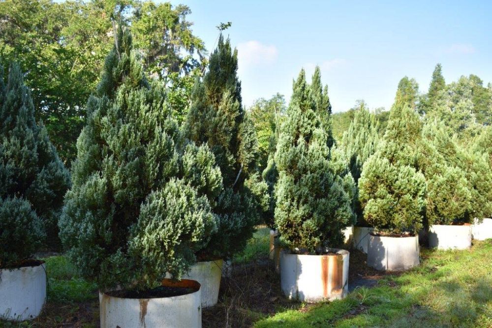 juniperus-chinensis-blue-point-chinese-juniper