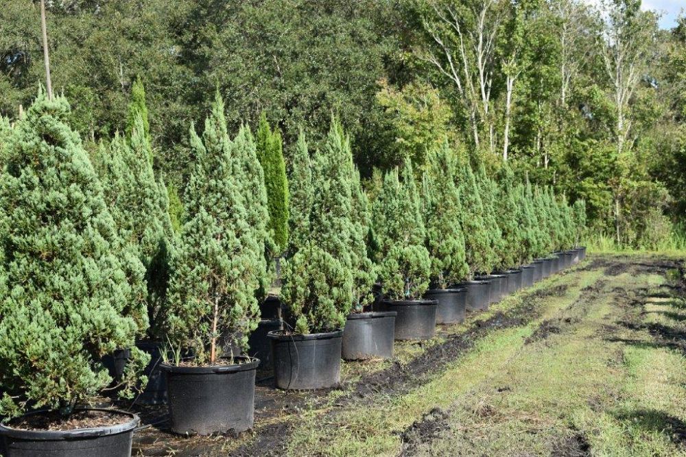 juniperus-chinensis-blue-point-chinese-juniper