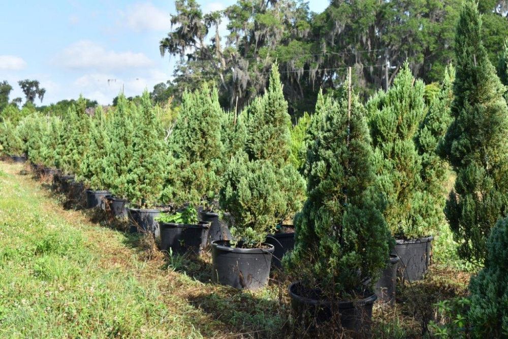 juniperus-chinensis-blue-point-chinese-juniper