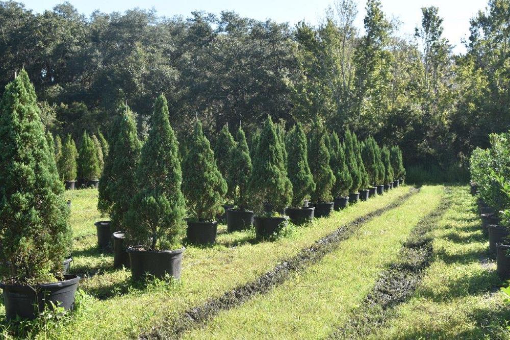 juniperus-chinensis-blue-point-chinese-juniper