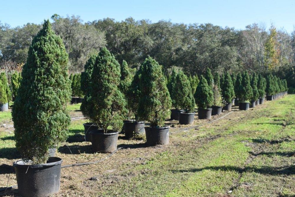 juniperus-chinensis-blue-point-chinese-juniper