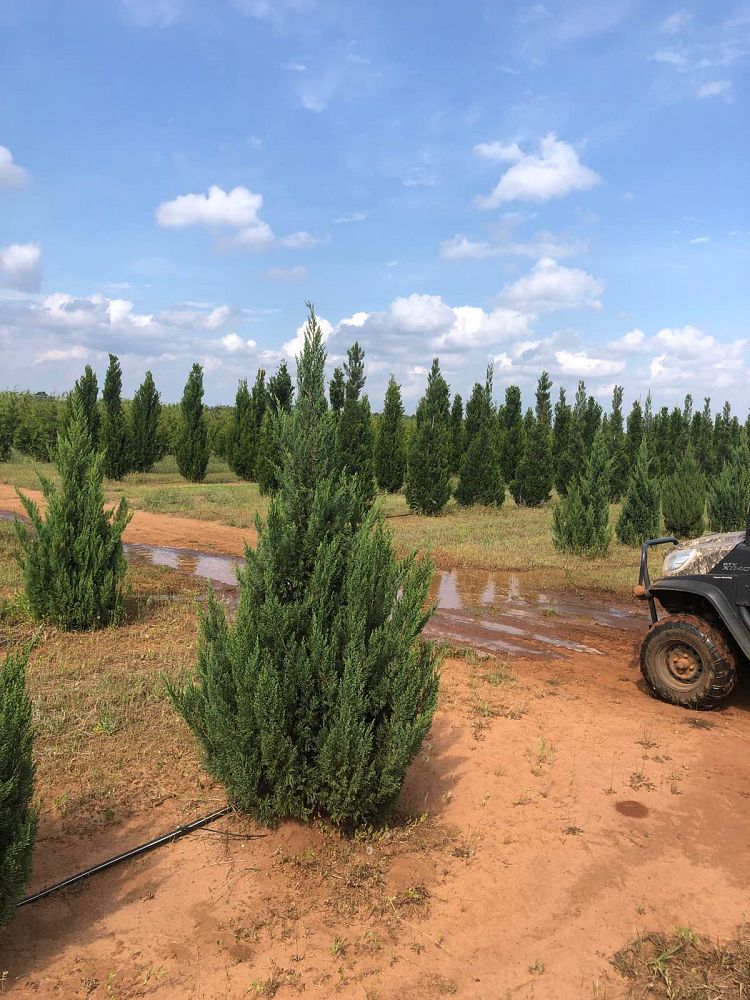 juniperus-chinensis-blue-point-chinese-juniper