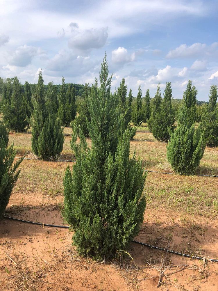 juniperus-chinensis-blue-point-chinese-juniper