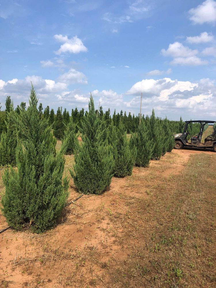 juniperus-chinensis-blue-point-chinese-juniper