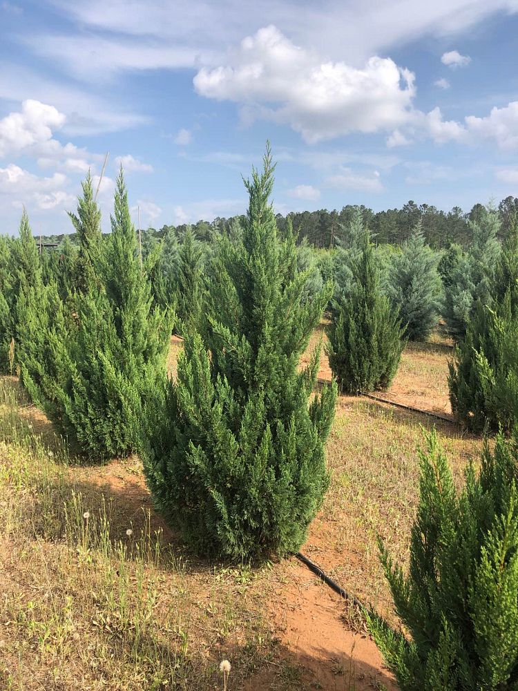 juniperus-chinensis-blue-point-chinese-juniper