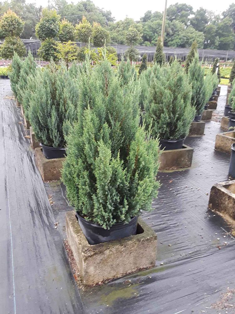juniperus-chinensis-blue-point-chinese-juniper