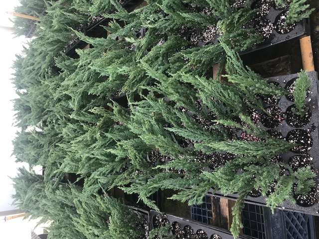 juniperus-chinensis-blue-point-chinese-juniper