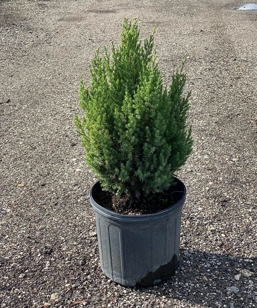 juniperus-chinensis-blue-point-chinese-juniper