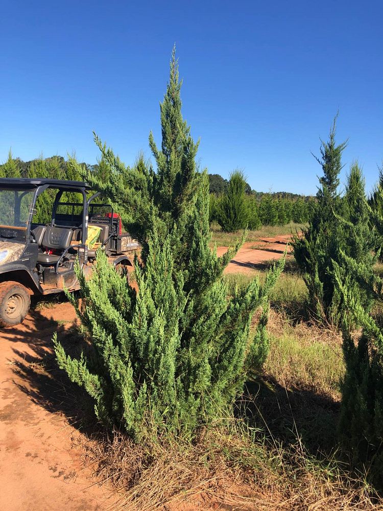juniperus-chinensis-blue-point-chinese-juniper