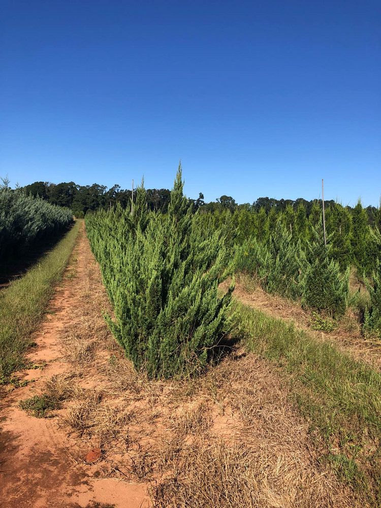 juniperus-chinensis-blue-point-chinese-juniper