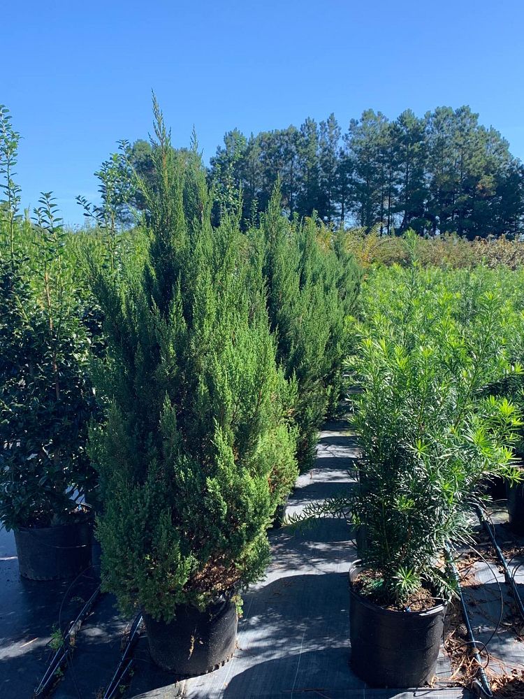 juniperus-chinensis-blue-point-chinese-juniper