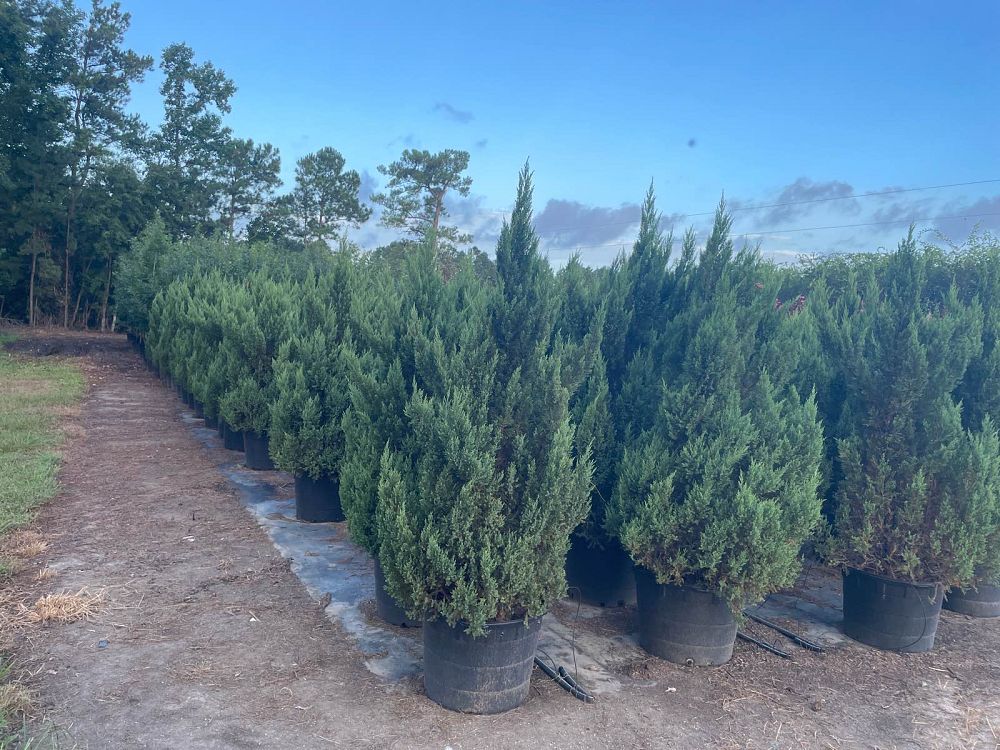 juniperus-chinensis-blue-point-chinese-juniper