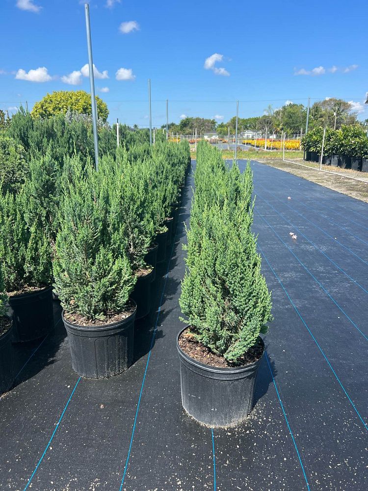 juniperus-chinensis-blue-point-chinese-juniper
