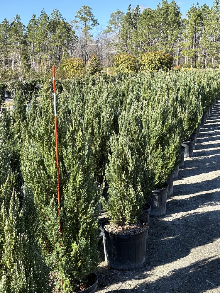 juniperus-chinensis-blue-point-chinese-juniper