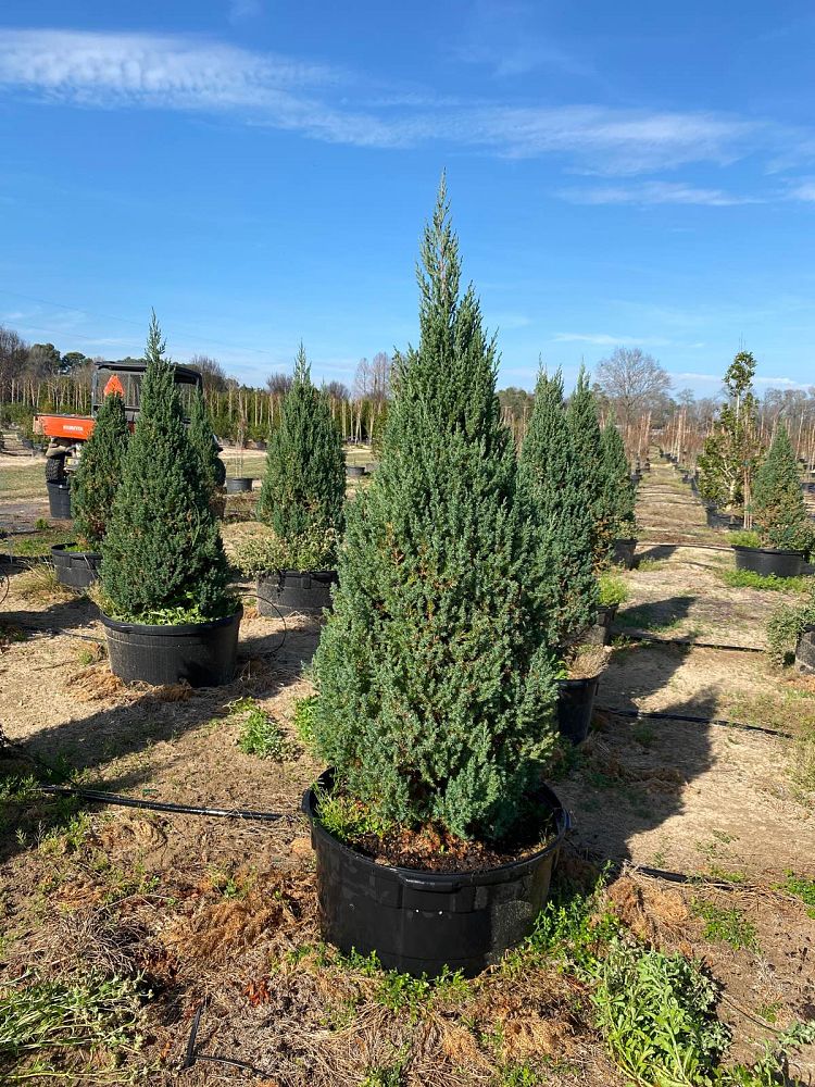 juniperus-chinensis-blue-point-chinese-juniper