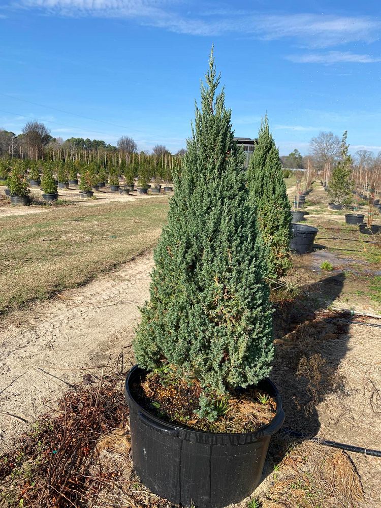 juniperus-chinensis-blue-point-chinese-juniper
