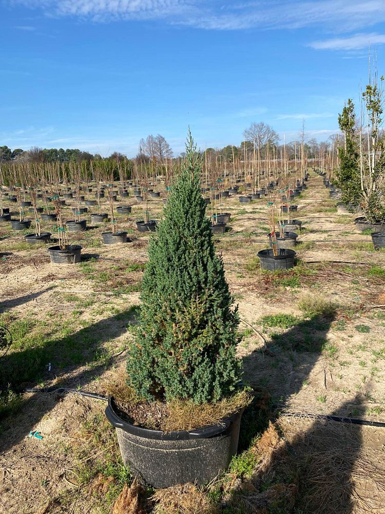 juniperus-chinensis-blue-point-chinese-juniper