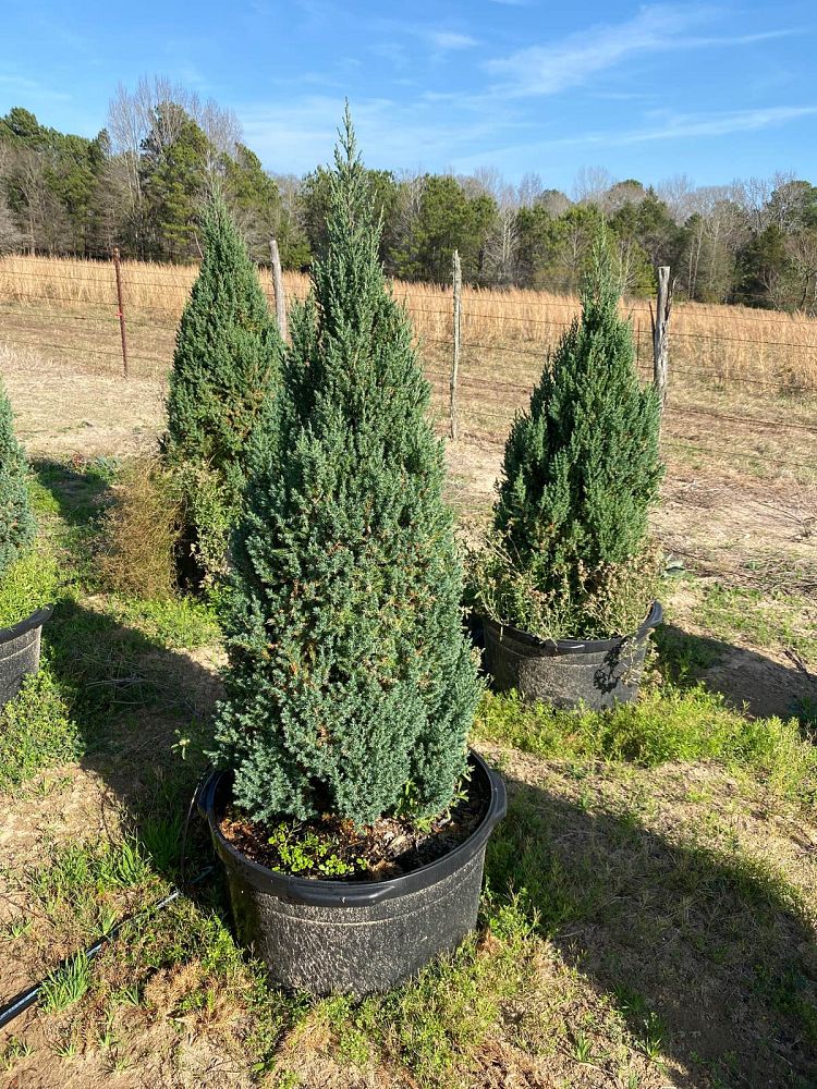 juniperus-chinensis-blue-point-chinese-juniper