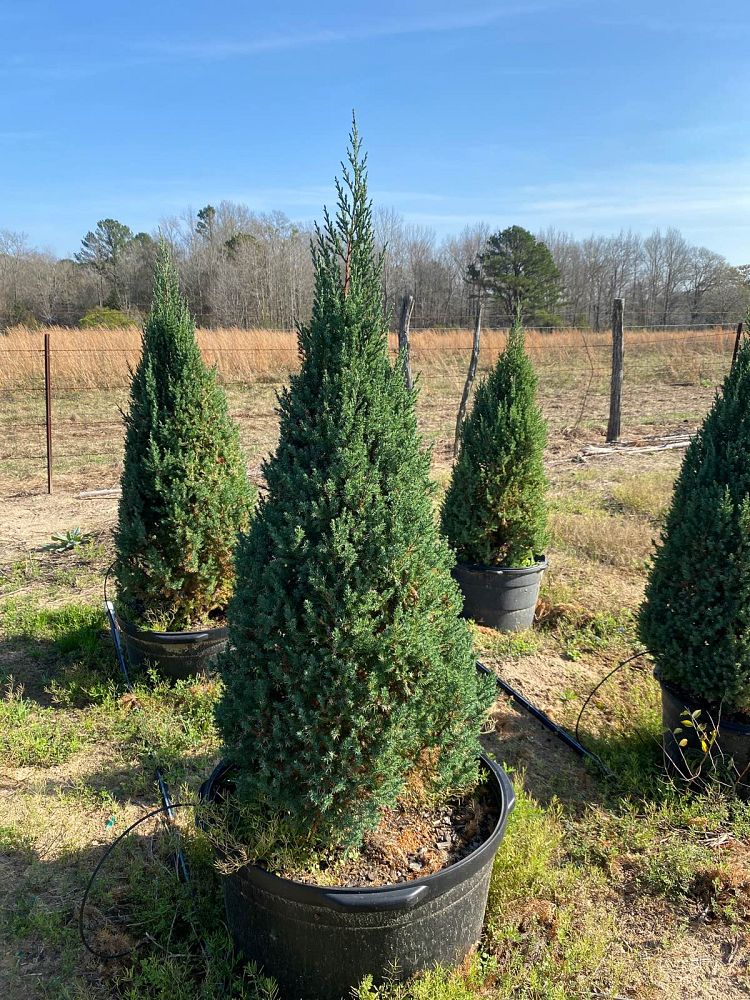 juniperus-chinensis-blue-point-chinese-juniper