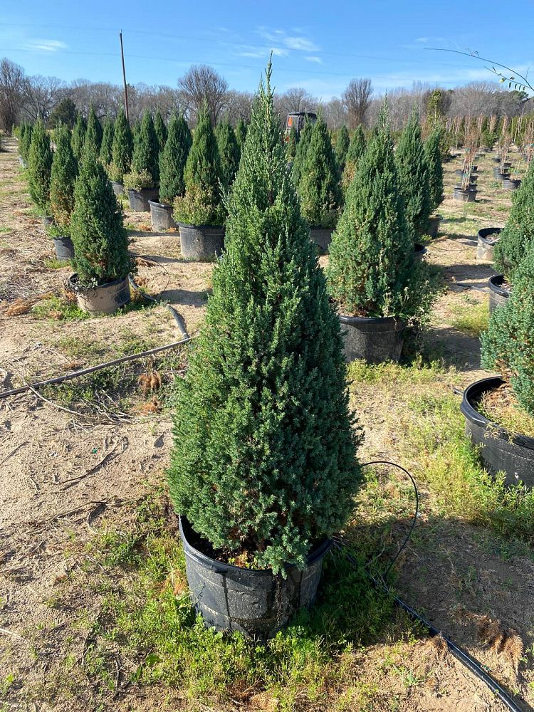 juniperus-chinensis-blue-point-chinese-juniper