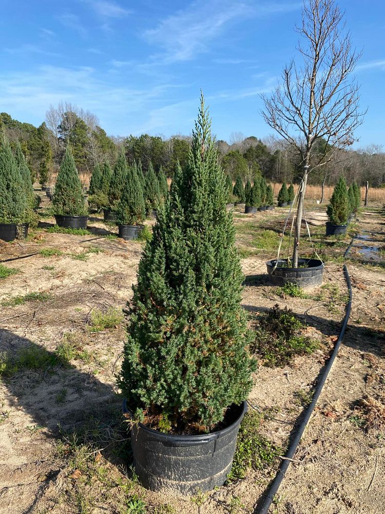 juniperus-chinensis-blue-point-chinese-juniper