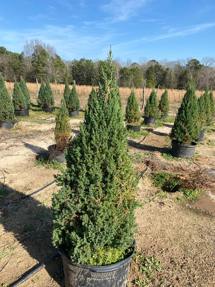 juniperus-chinensis-blue-point-chinese-juniper