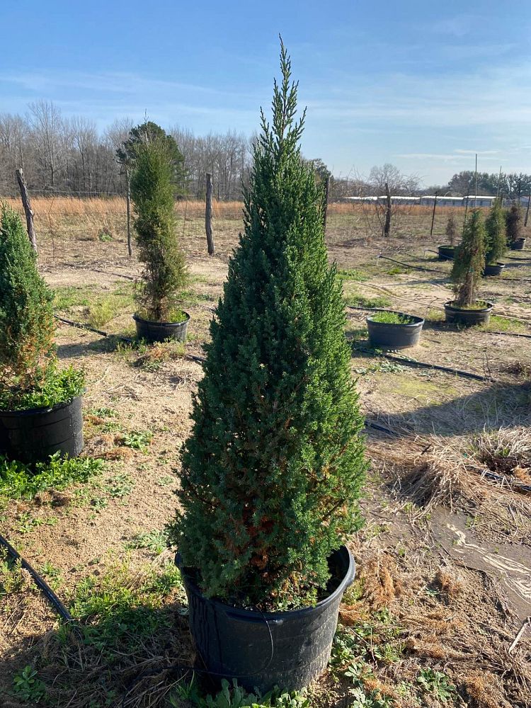 juniperus-chinensis-blue-point-chinese-juniper