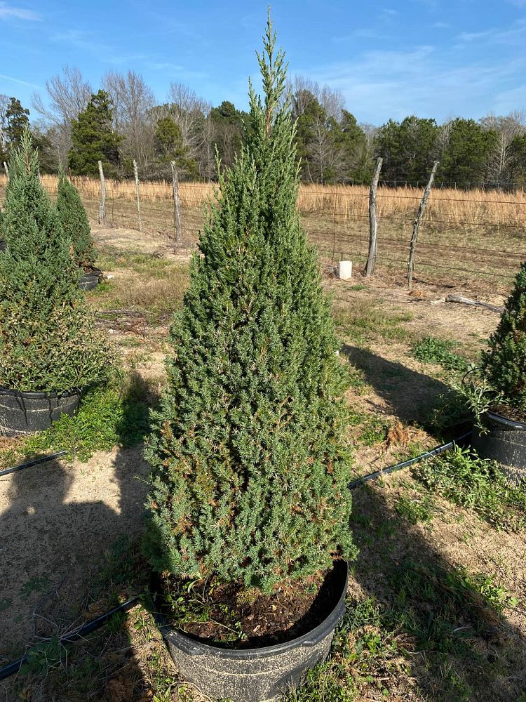 juniperus-chinensis-blue-point-chinese-juniper
