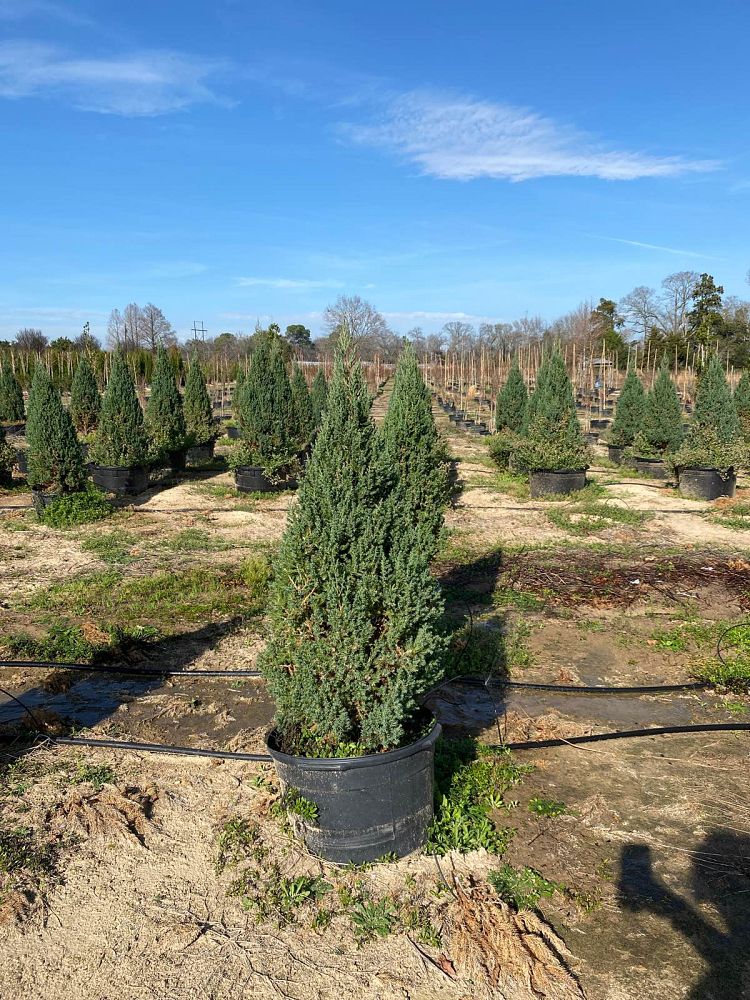juniperus-chinensis-blue-point-chinese-juniper