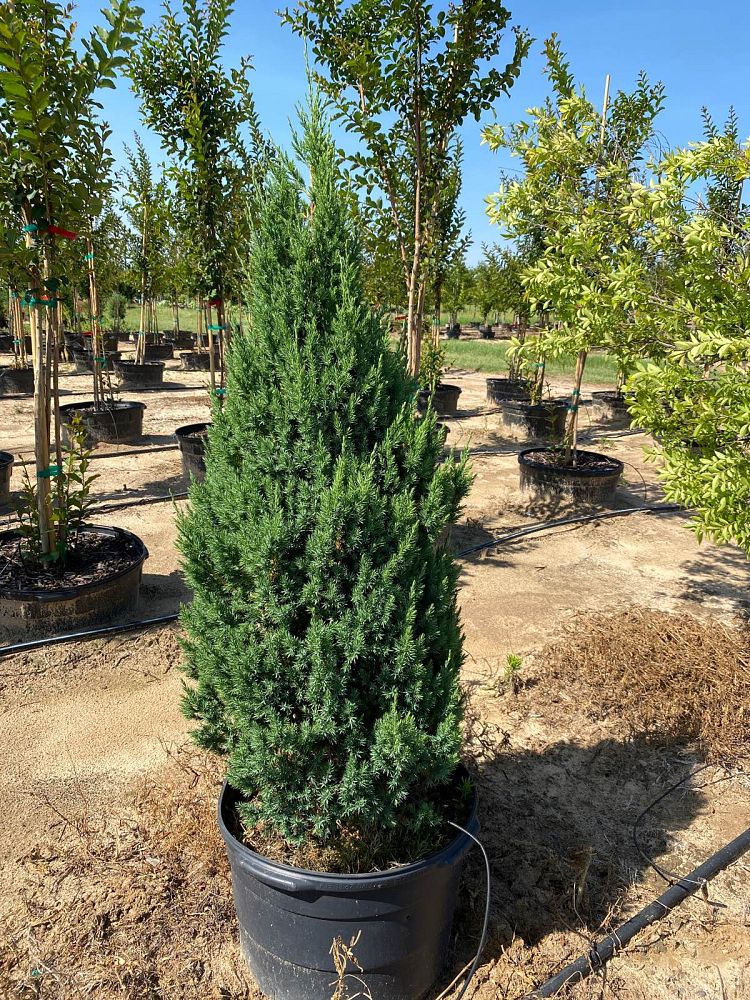juniperus-chinensis-blue-point-chinese-juniper