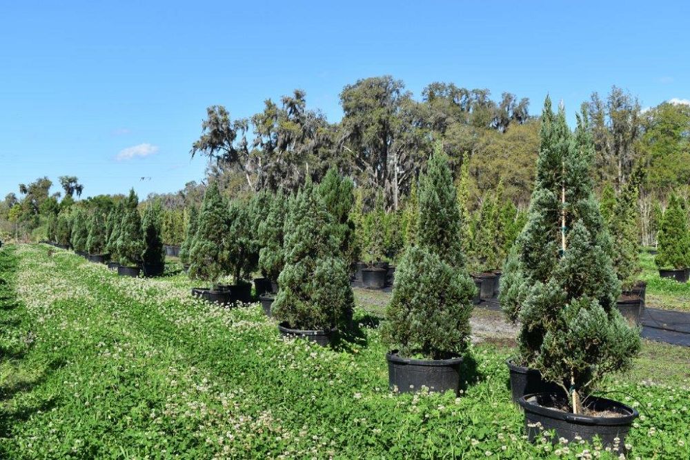 juniperus-chinensis-blue-point-chinese-juniper