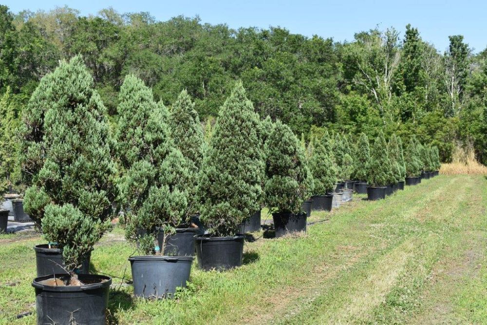 juniperus-chinensis-blue-point-chinese-juniper