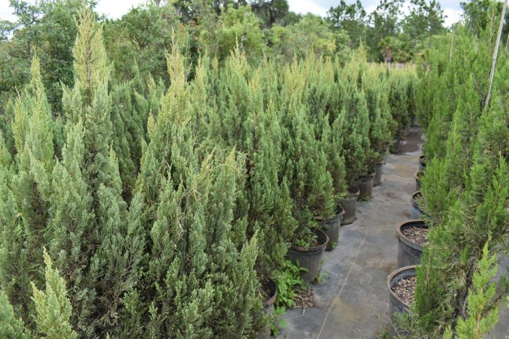juniperus-chinensis-blue-point-chinese-juniper