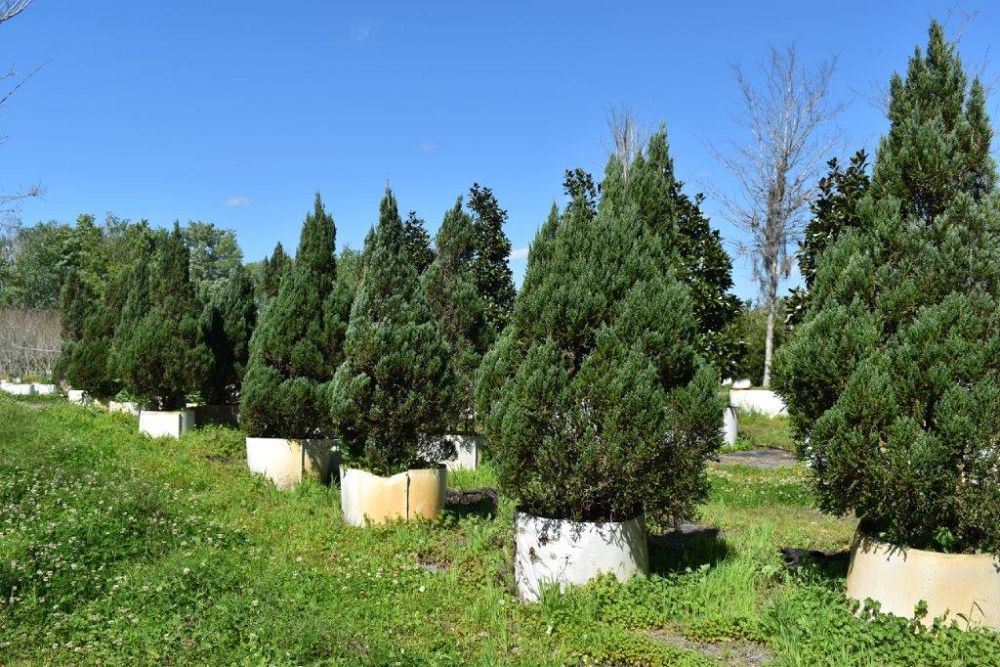 juniperus-chinensis-blue-point-chinese-juniper