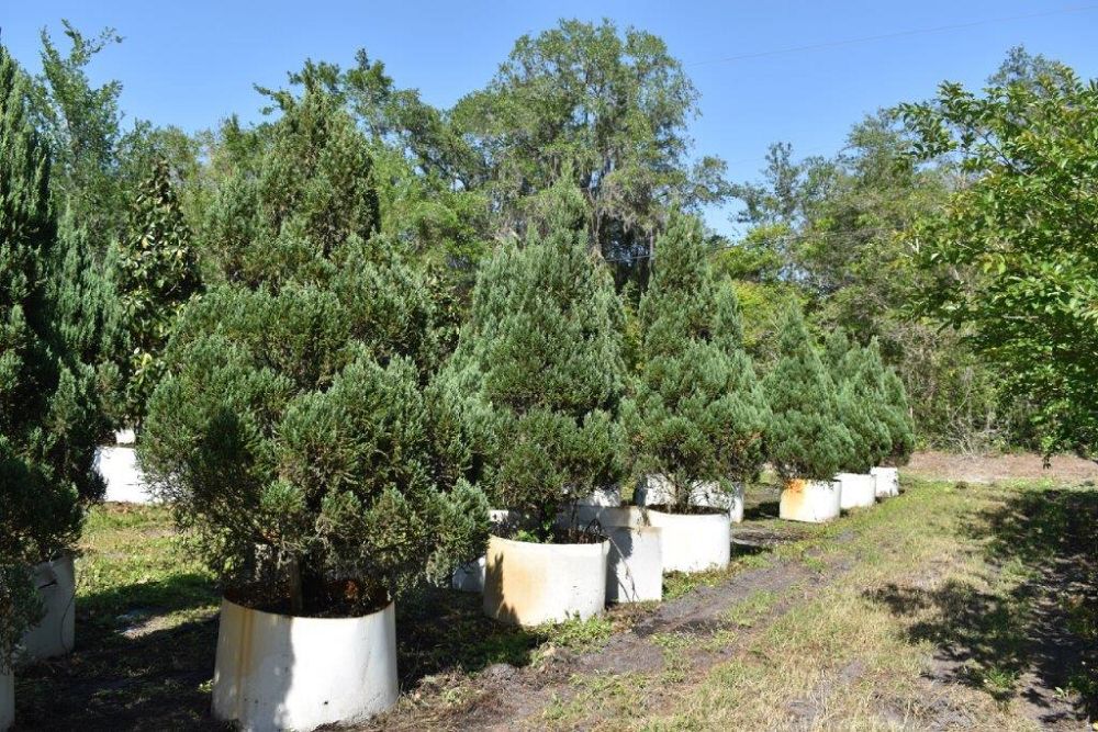 juniperus-chinensis-blue-point-chinese-juniper