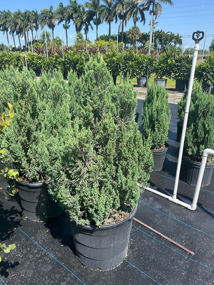 juniperus-chinensis-blue-point-chinese-juniper