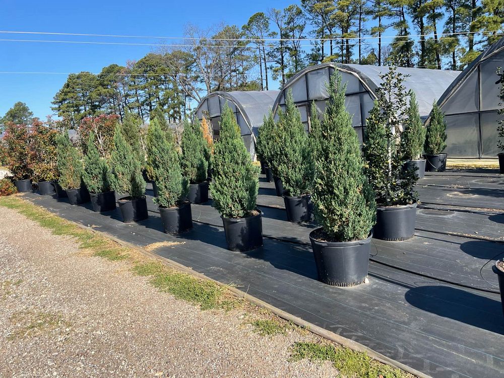 juniperus-chinensis-blue-point-chinese-juniper