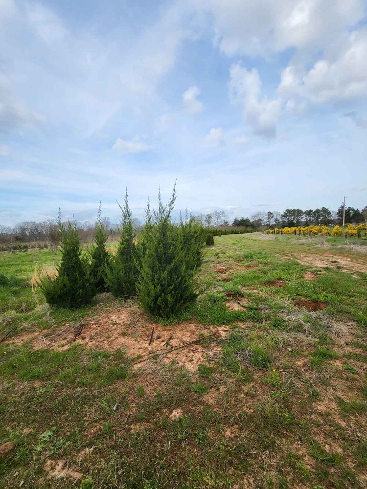 juniperus-chinensis-blue-point-chinese-juniper